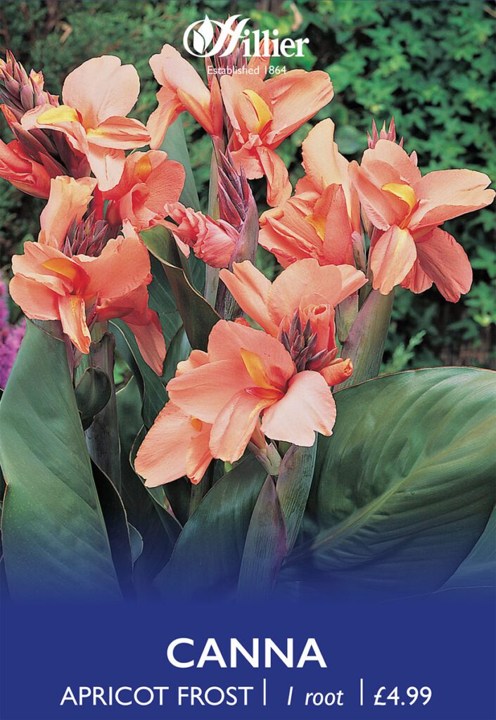 Canna Apricot Frost Roots 8718641970218 2